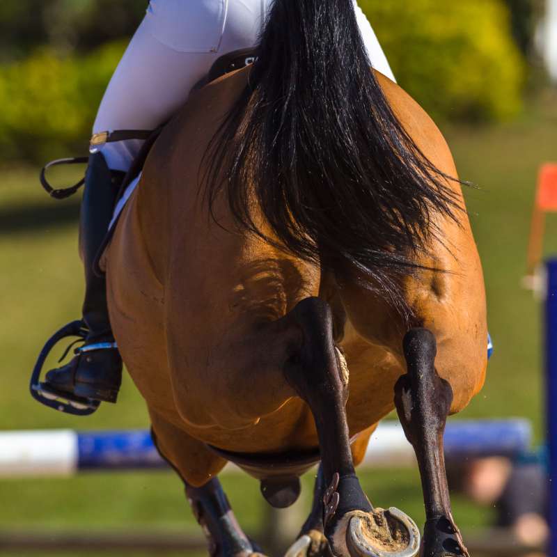 Horse Jumping Rear and Hoofs